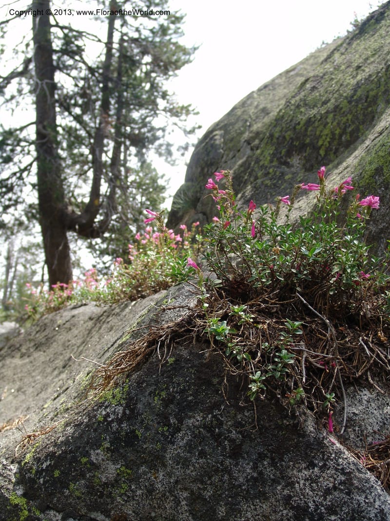 Penstemon roezlii, CDavidson10914--CA.  Yosemite Nat. Pk. Glacier Pt Rd.  27 Jun 06. 132.jpg