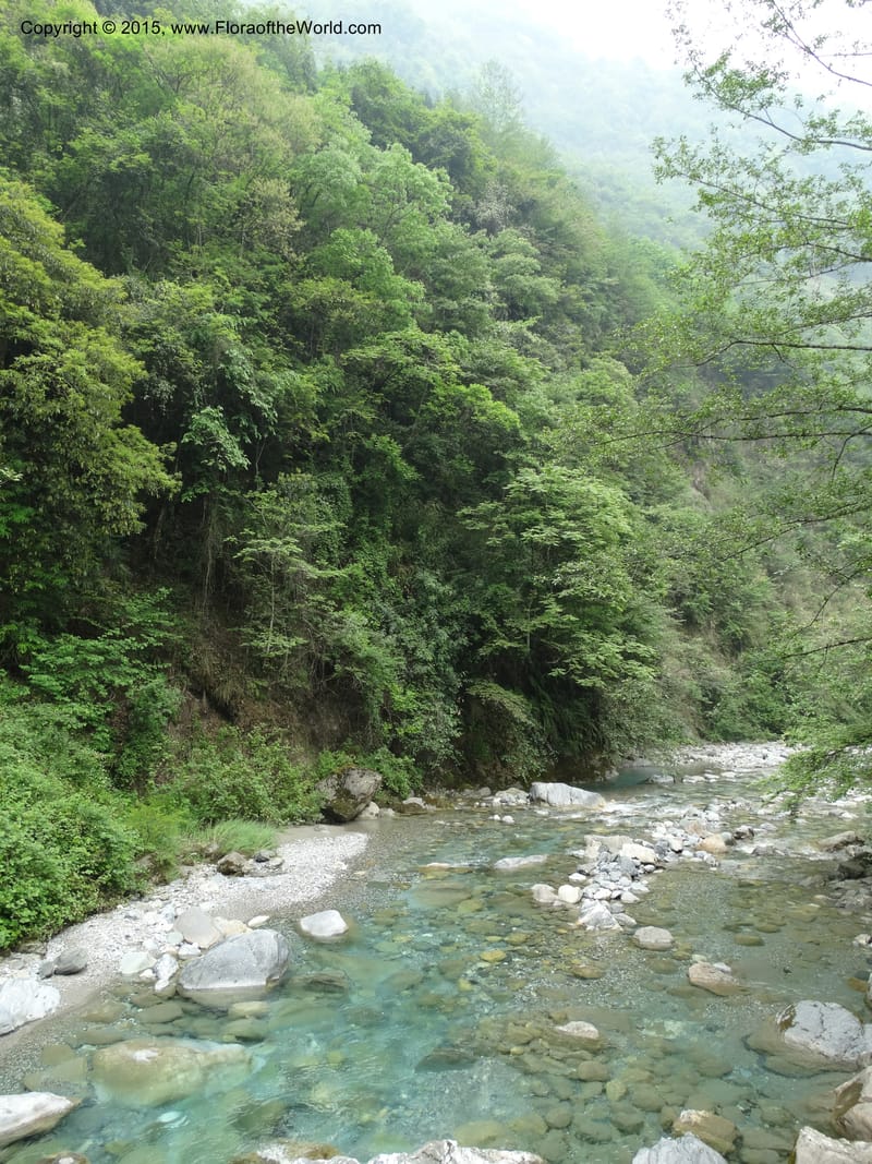 China. Sichuan. GanYangGou Rd. Km marker 7. 13 May 2014. DSC05676 (157).JPG