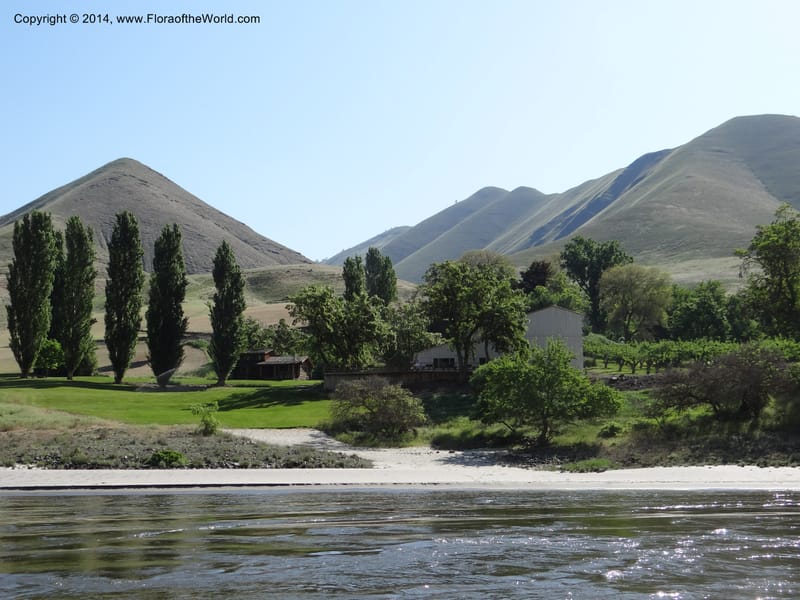 Idaho. Nez Perce Co. China Garden Cr. 8 May 2013. DSC03995 (2).JPG