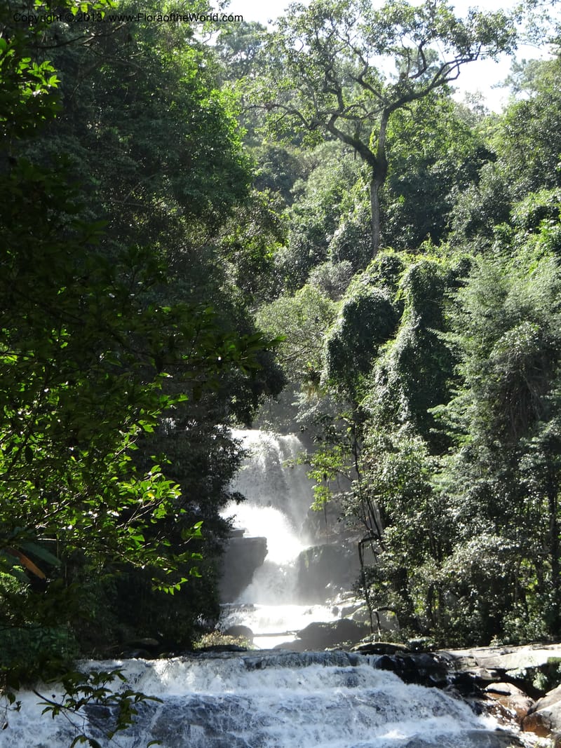 Thailand. Chiang Mai Prov. Doi Inthanon Nat. Park. 9 Nov 2012. DSC08345 (41).JPG