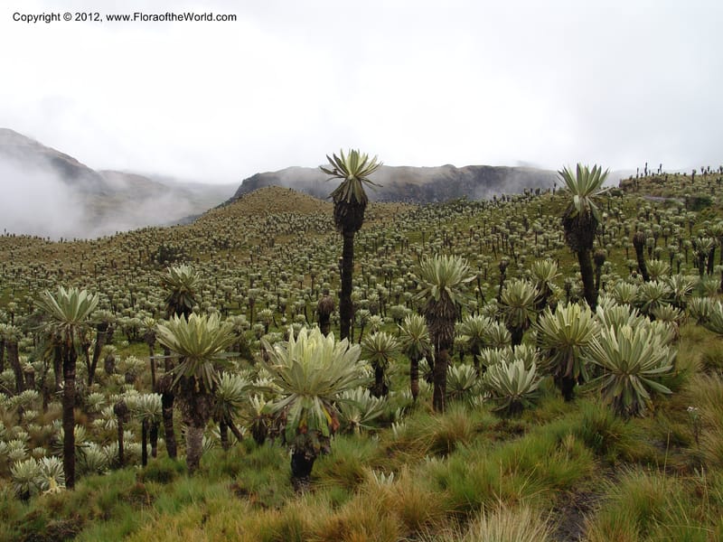 Ecuador. Prov. Carchi. Rd Tulcan to El Chical. Paramo El Angel. 16 Feb 05. 144.jpg