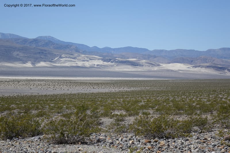 California. Inyo Co. Last Chance Mts. 16 Apr 2016.  (11).JPG