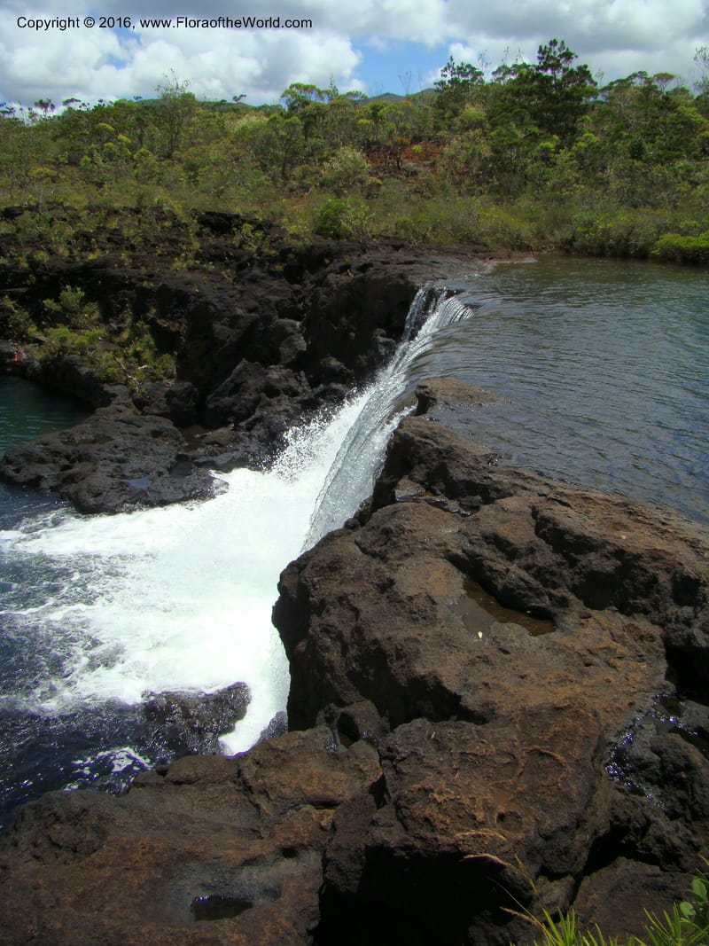 New Caledonia. 511.jpg