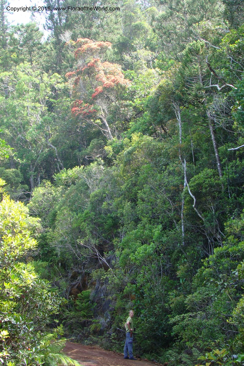 New Caledonia. Mont Do. 20 Jan 2010. 001 (1).jpg