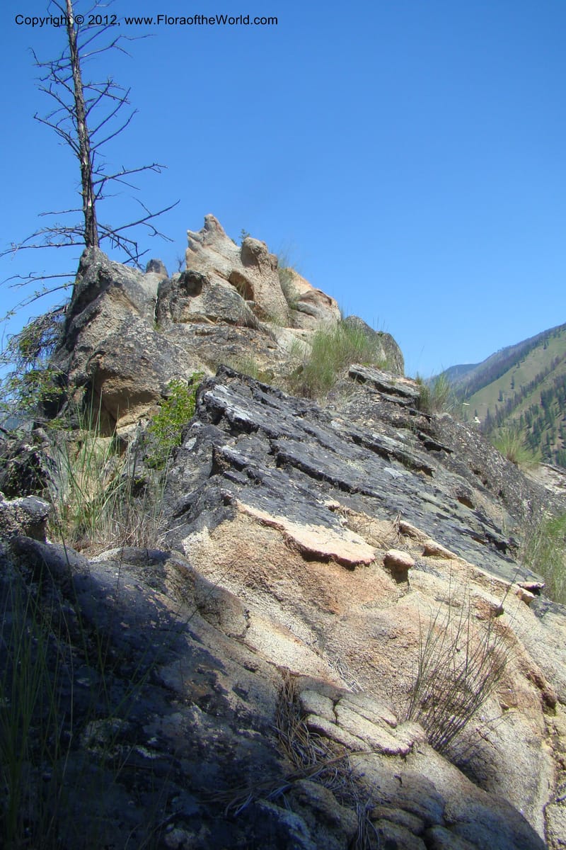 Idaho. Idaho Co. Salmon River. Polly Bemis Ranch. 27 May 2009. 298.jpg