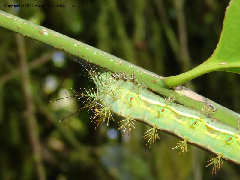 Caterpillar--Ecuador. Maquipucuna Biol. Res. Send. Princip. 12 Mar 06. 164.jpg