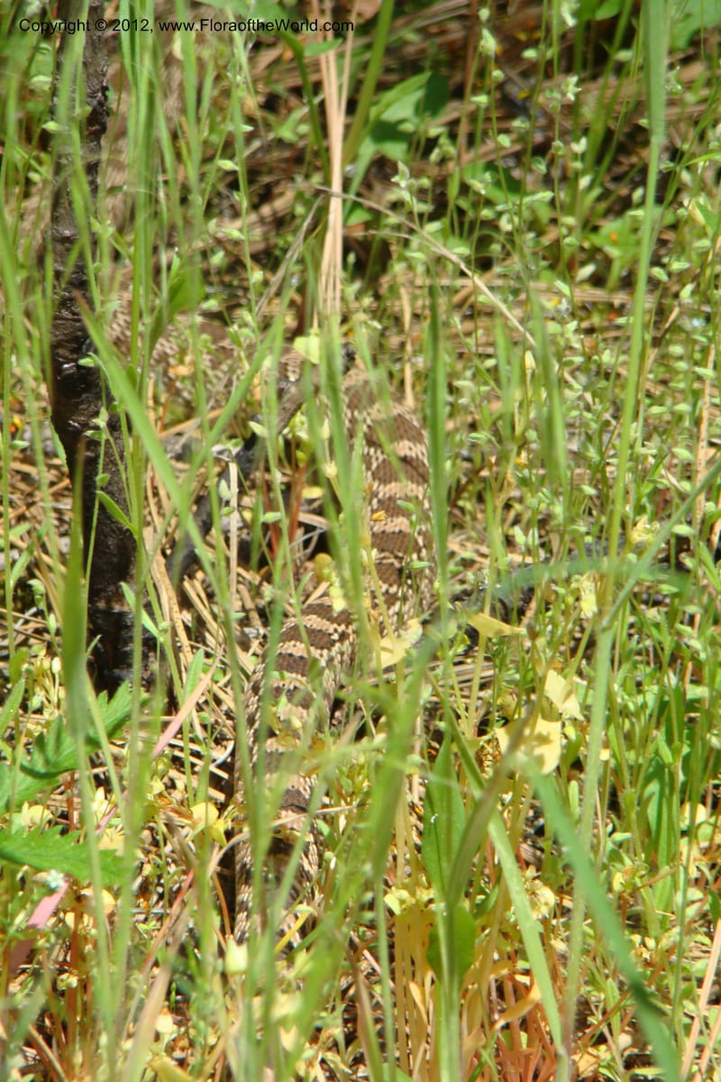 Idaho. Idaho Co. Salmon River. Shepp Ranch. 28 May 2009. 060.jpg