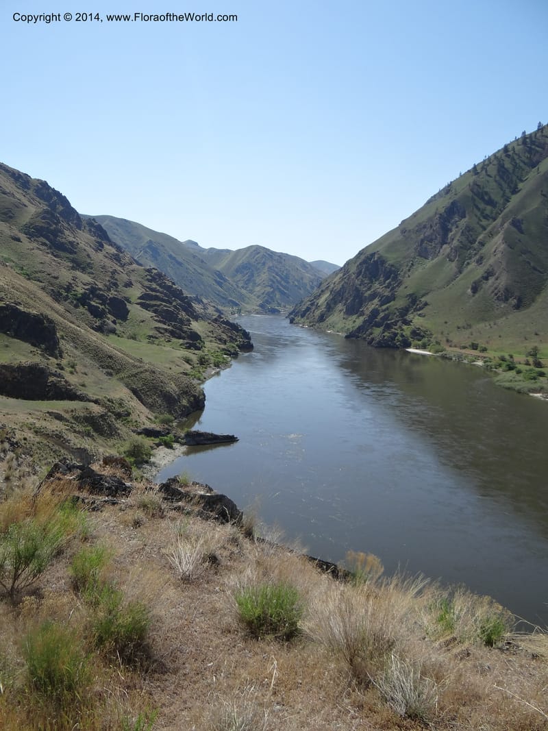Idaho. Nez Perce Co. Snake R., Lime Point. 8 May 2013. DSC04048 (42).JPG