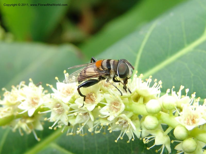 Syrphid on T. catappa--Ecuador. Edo. Guaya. Manglares Churute Ecol. Res. 21 Mar 06. 005.jpg