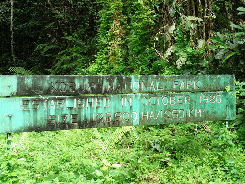 Cameroon. Korup Nat. Park. 22 Mar 2014. DSC03203 (18).JPG