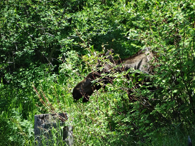 Idaho. Valley Co. Payette Lake. Sylvan Reservoir. 13 Jul 2014. DSC09715 (8).JPG