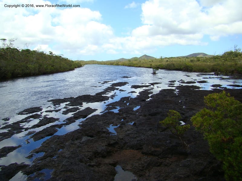 New Caledonia. 503.jpg