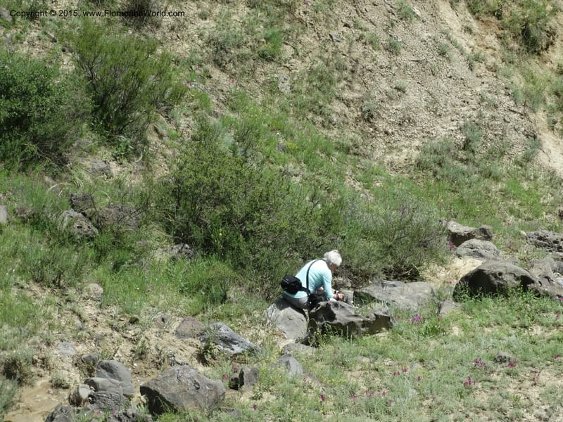 Georgia (Caucasus). Rustavi Village. 5 Jun 2014. DSC07073 (217).JPG