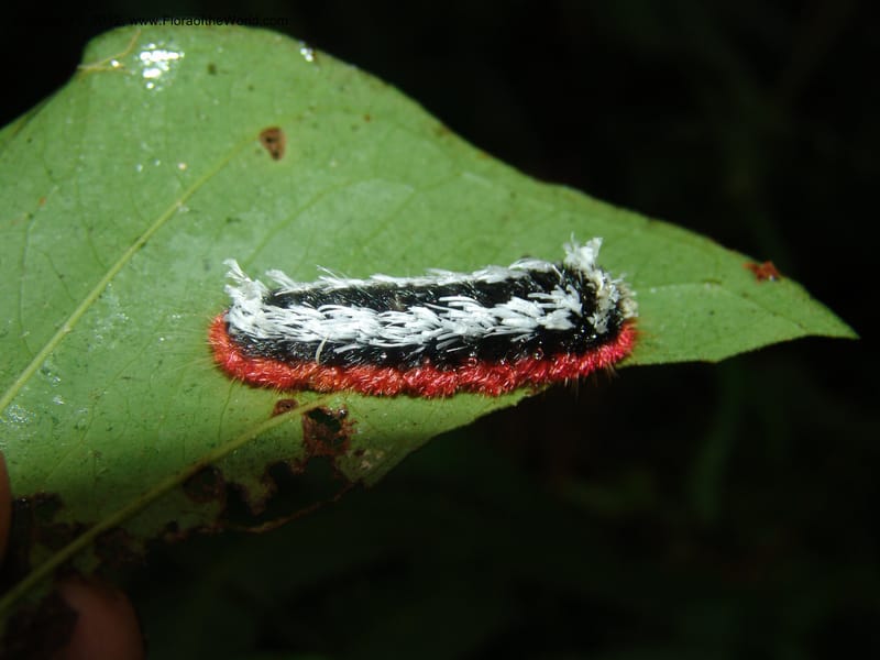 Ecuador. Prov. Pichincha. Res. Guaycuyacu. 11 Feb 05. 133.jpg