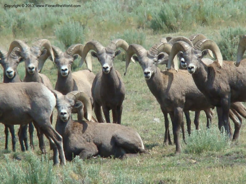 OR. Malheur Co. Rd to Three Forks. 16 Jul 08. 009.jpg