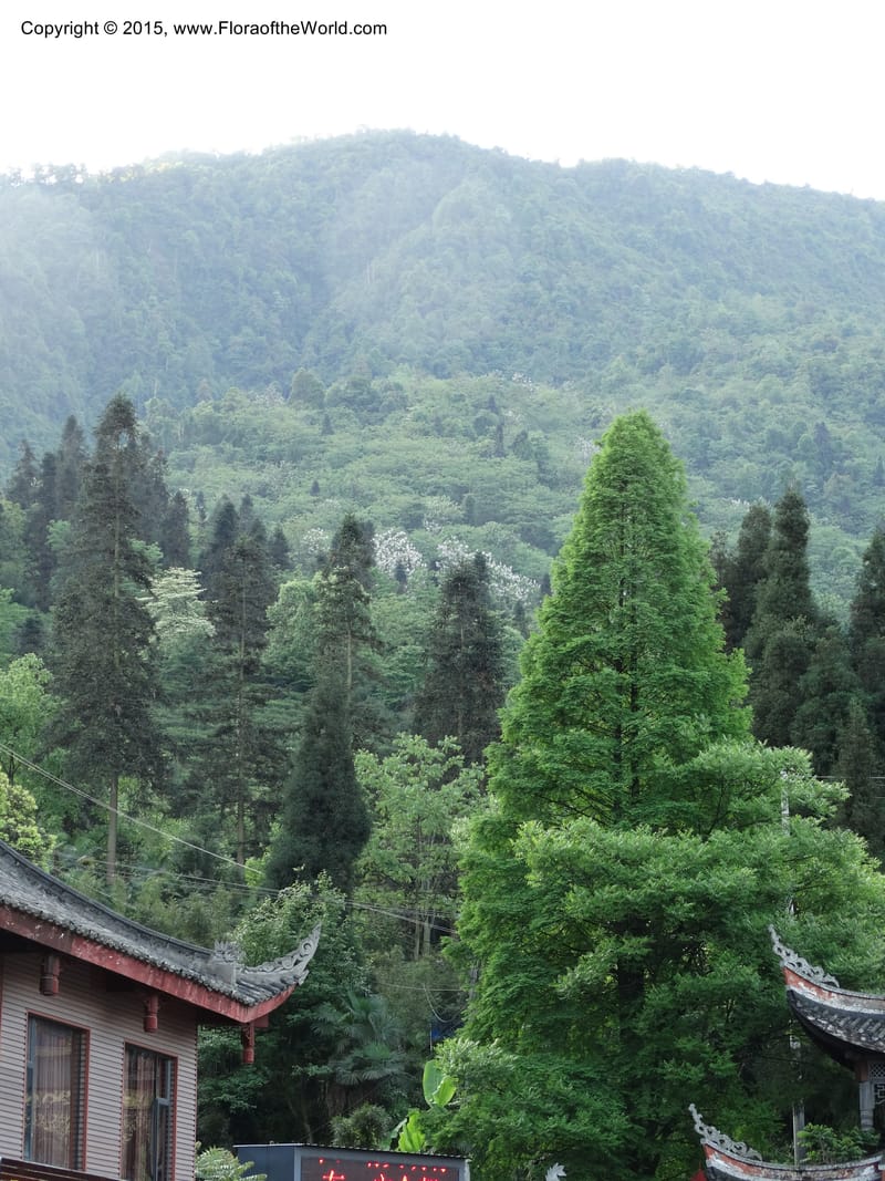 China. Sichuan. Emei Shan. 16 May 2014. DSC06936 (129).JPG