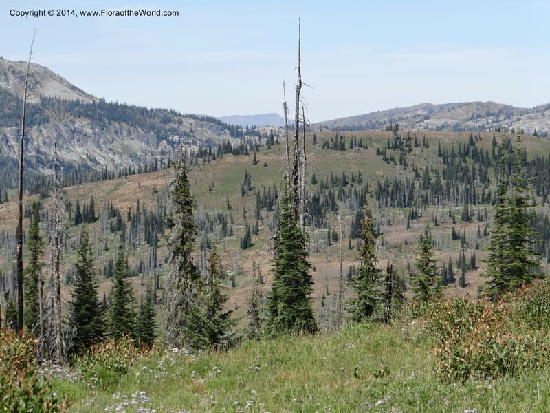 ID. Idaho Co. Lava Ridge Trail. 21 Aug 2013. DSC07258 (81).JPG
