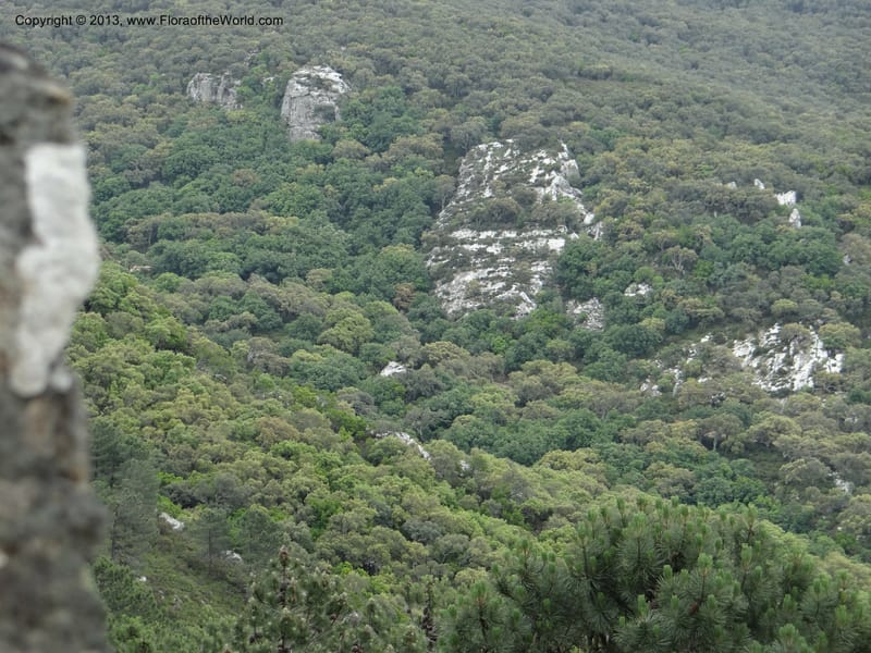 Spain. Andalucia. Parque Natural Alcornocales. 28 May 2013. DSC05381 (43).JPG