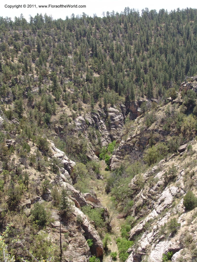 AZ. Coconino Co. Walnut Canyon Nat. Mon. 15 May 06. 137.jpg