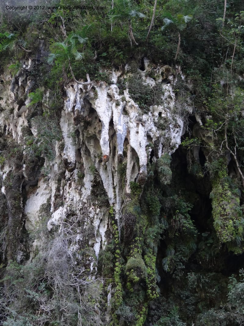 Mexico. Chiapas. El Ocote. 22 Feb 2012.  (15).JPG