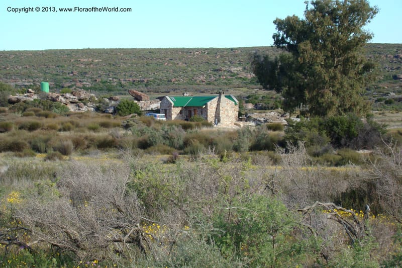 South Africa. Northern Cape. Papkuilsfontein. 26 Aug 09. 256.jpg