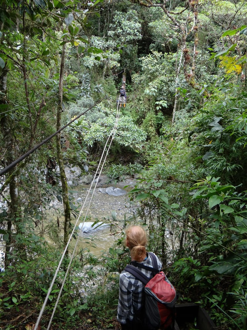 Ecuador. Zamora-Chinchipe. San Francisco Habitat. DSC04813 (1).JPG