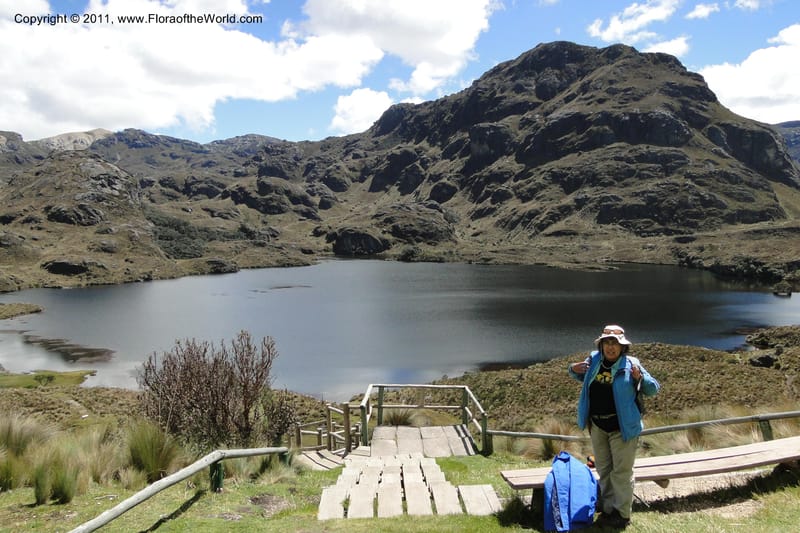 Ecuador. Azuay. P. N. Cajas. 8 Jun 2011. 015.jpg