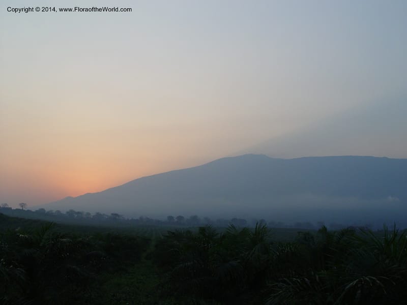 Cameroon. Mt. Cameroon. 6 Dec 03. 209.jpg
