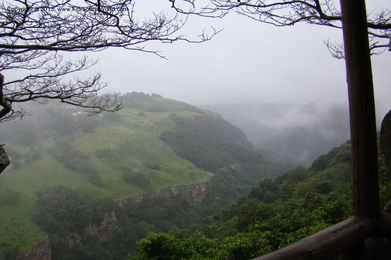 South Africa. KwaZulu-Natal. Krantzkloof Nat. Res. 24 Jan 09. 363.jpg