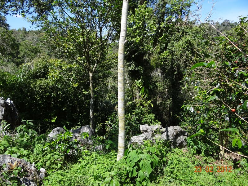Habitat--Mexico, Chiapas,Biosfera  El Ocote  23 Feb 2012  3900 (2).JPG