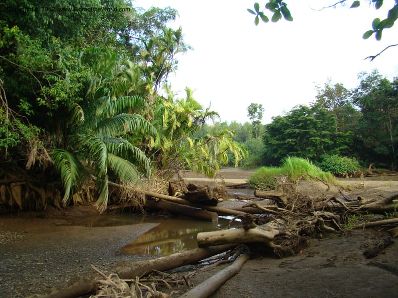 Costa Rica. Puntar. P. Osa. Rincon de Osa. 15 Apr 08. 153.jpg