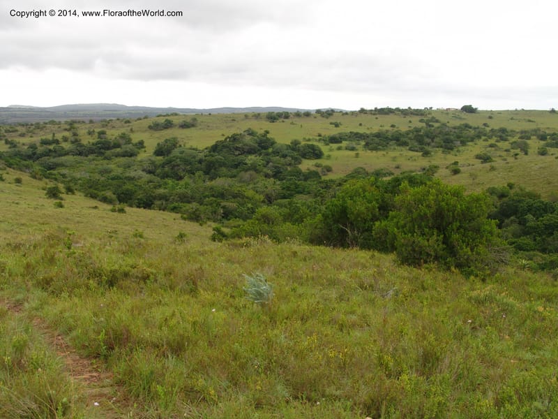 So.Africa. E. Cape. Trappes Valley. 7 Mch 05. 104.jpg