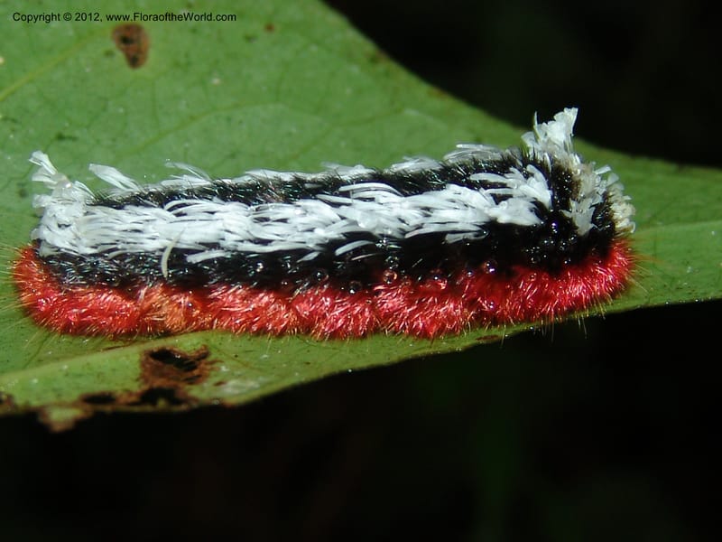 Ecuador. Prov. Pichincha. Res. Guaycuyacu. 11 Feb 05. 135.jpg
