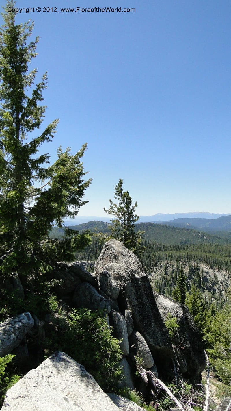 ID. Valley Co. Road to Gold Fork Looklout. 16 July 2010. 059.jpg