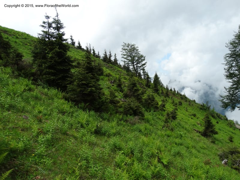 Georgia (Caucasus). Koslitavi, branch of Merisi Gorge. 11 Jun 2014. DSC08456 (224).JPG