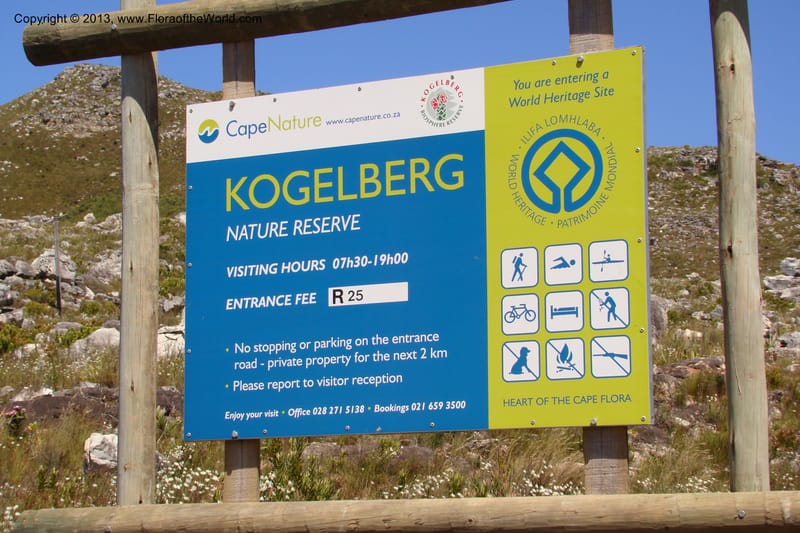 South Africa. Cape Prov. Kogelberg Nat. Res. 20 Jan 09. 001.jpg