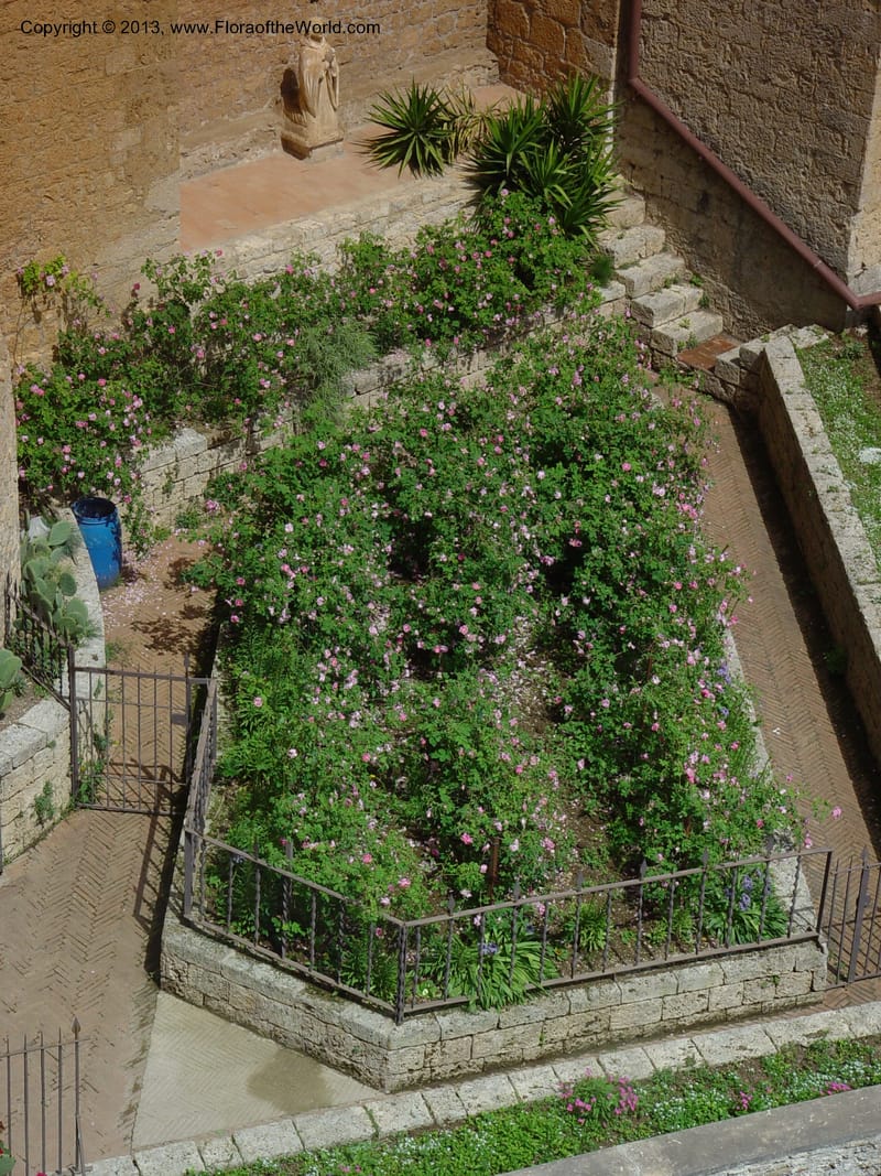 The rose garden, upper monastery, Subiaco. Abruzzo, Italy. 1.jpg