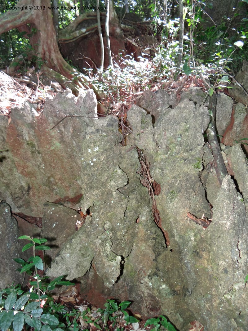 Thailand. Surat Thani Prov. Khlong Phanom Nat. Park. 15 Nov 2012. DSC09389 (118).JPG