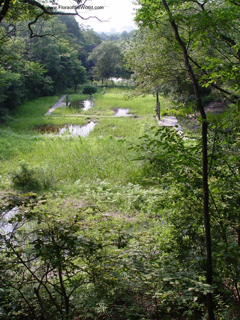 Japan. Toyota. Foresta Hills. CD16 Jul 03. 049.jpg