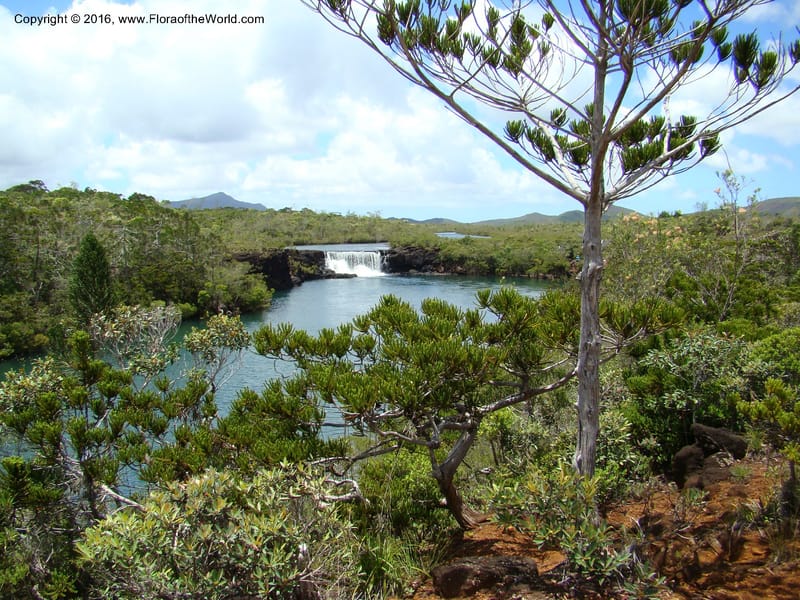 New Caledonia. 524.jpg