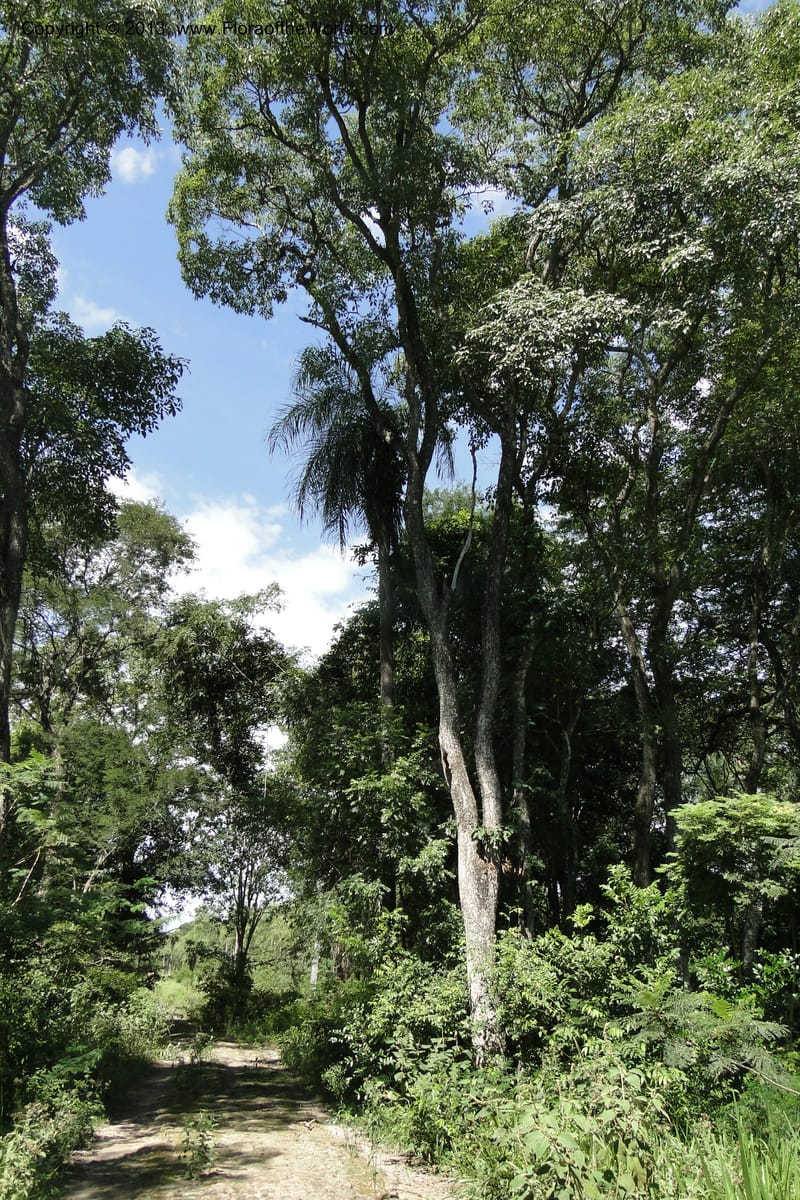 Paraguay. Edo. Concepcion. Garay Cue. 21 Mar 2011. 137.jpg