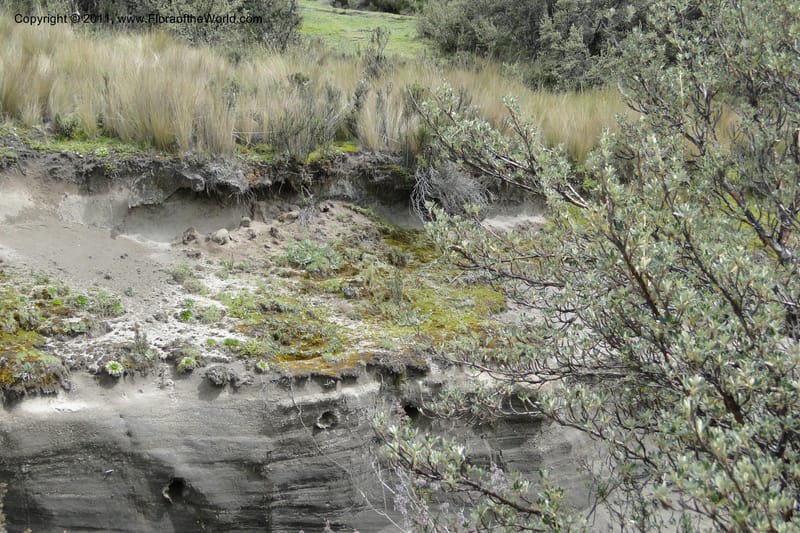 Ecuador. Pichincha. Res. Ecol. Ilinizas. 4 June 2011. 315.jpg