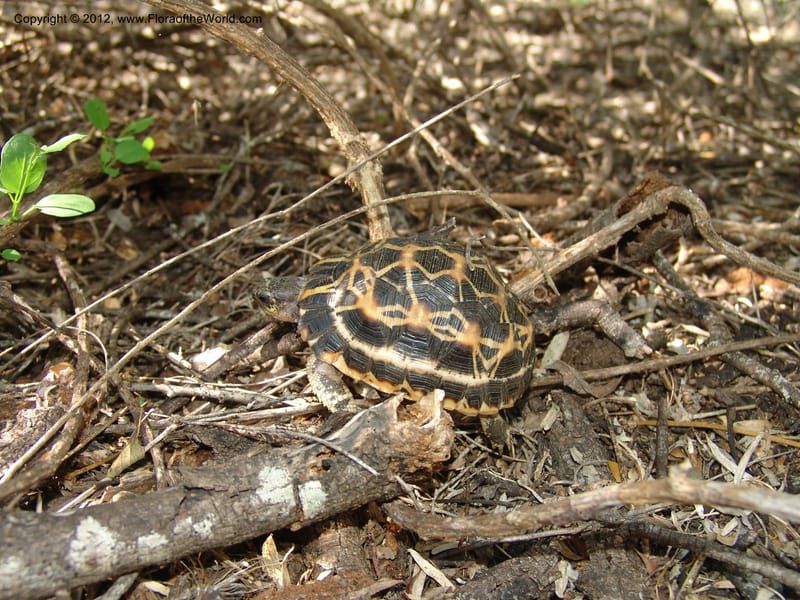 Turtle, juvenile--Madag. Prov. Toleara. Ifaty, Village Tortues. 15 Jan 06. 133.jpg