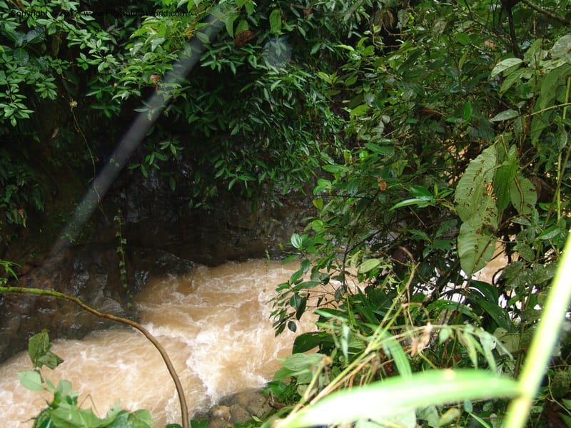 Ecuador. Prov. Pichincha. Res. Guaycuyacu. 10 Feb 05. 066.jpg