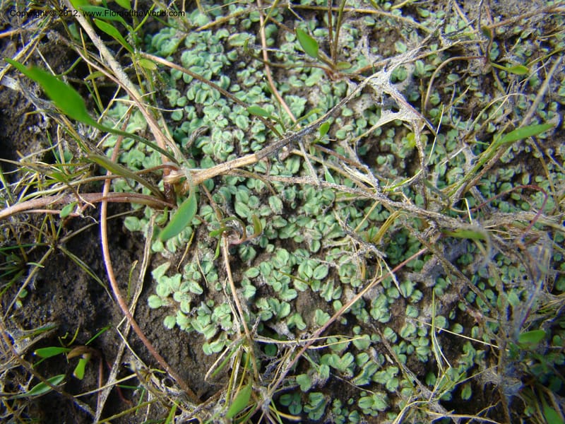 ID. Idaho Co. Granite Lake. 25 Aug 08. 031.jpg
