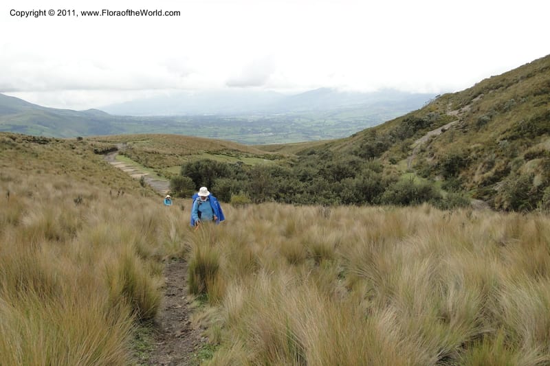 Ecuador. Pichincha. Res. Ecol. Ilinizas. 4 June 2011. 174.jpg