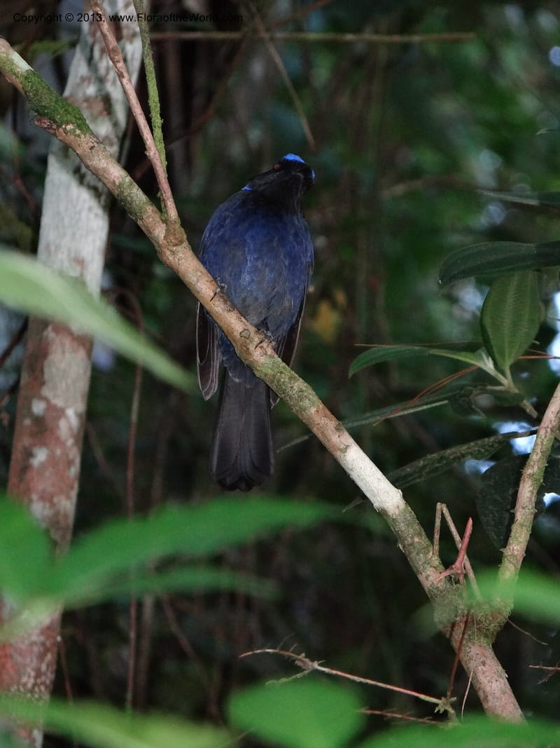 Thailand. Chiang Mai Prov. Doi Inthanon Nat. Park. 8 Nov 2012. DSC07747 (257).JPG