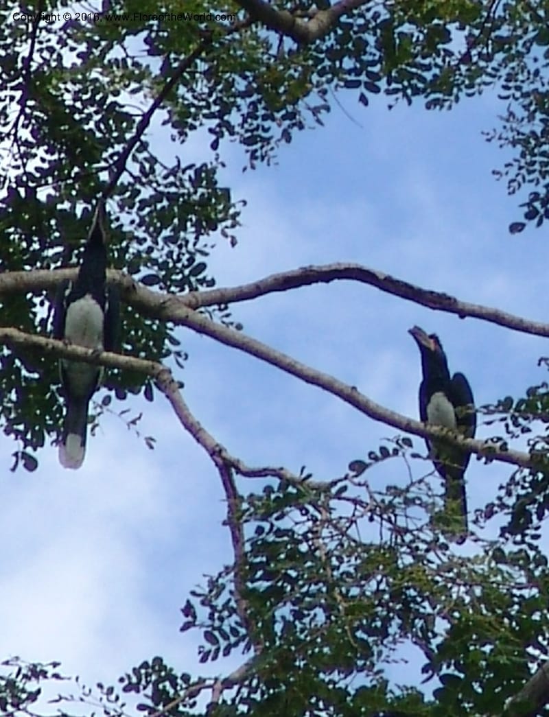 Tanzania. Hornbill. Ulanga Distr. Mzelezi For. Res. Mbangayao Sch. 12 Feb 06. 081.jpg