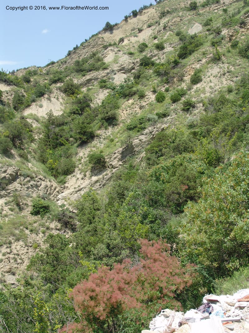 Georgia. Shio Mgvime Monastery road. 12 Jun 05. 266.jpg