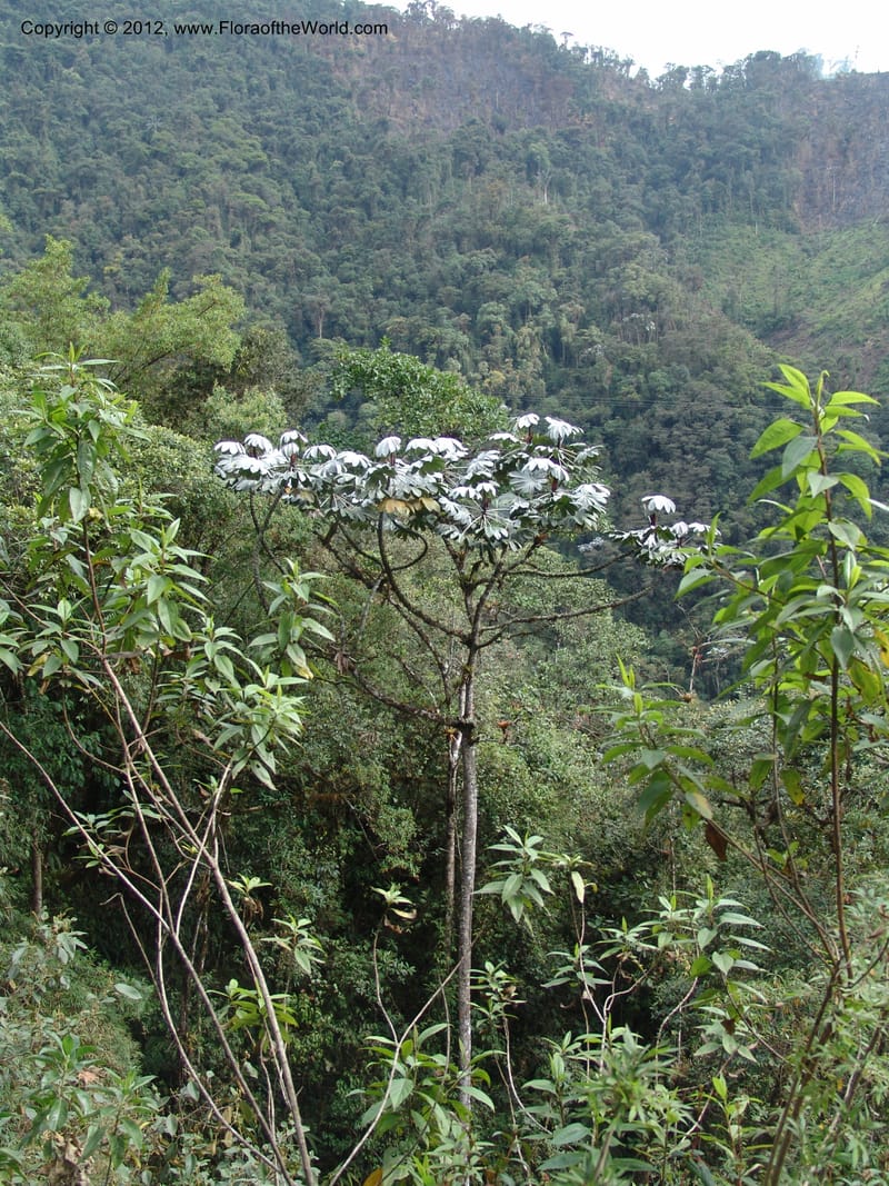 Cecropia--Ecuador. Prov. Pichincha. Old hwy Quito to Sto. Domingo. 12 Aug 04. 177.jpg